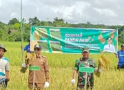 Pj Bupati Mura Bersama Poktan DAM Raya Panen Raya Padi